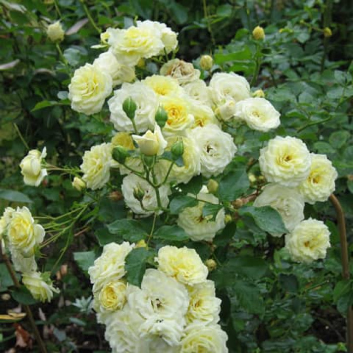 Саджанці плетистої троянди "Персіфона"