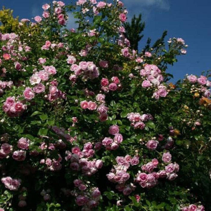 Саджанці плетистої троянди «Прем’єра»