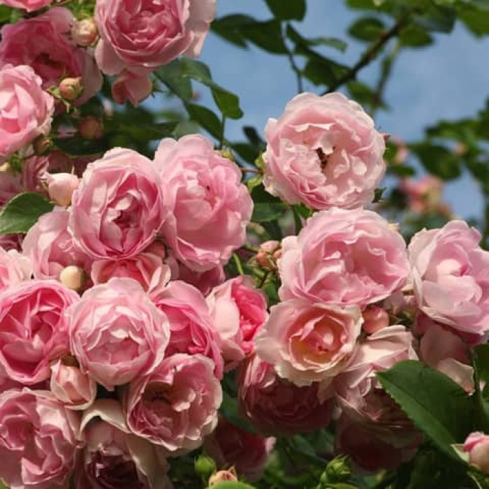 Саджанці плетистої троянди «Прем’єра»