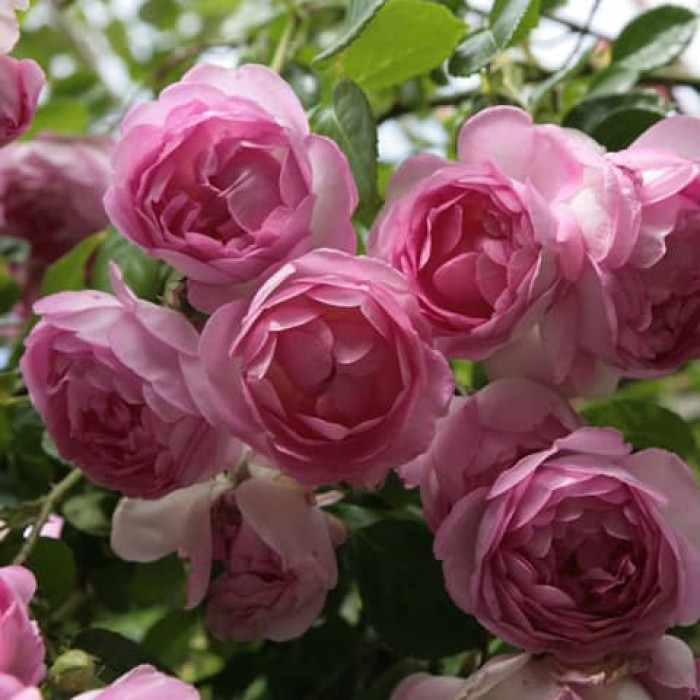 Саджанці плетистої троянди «Прем’єра»