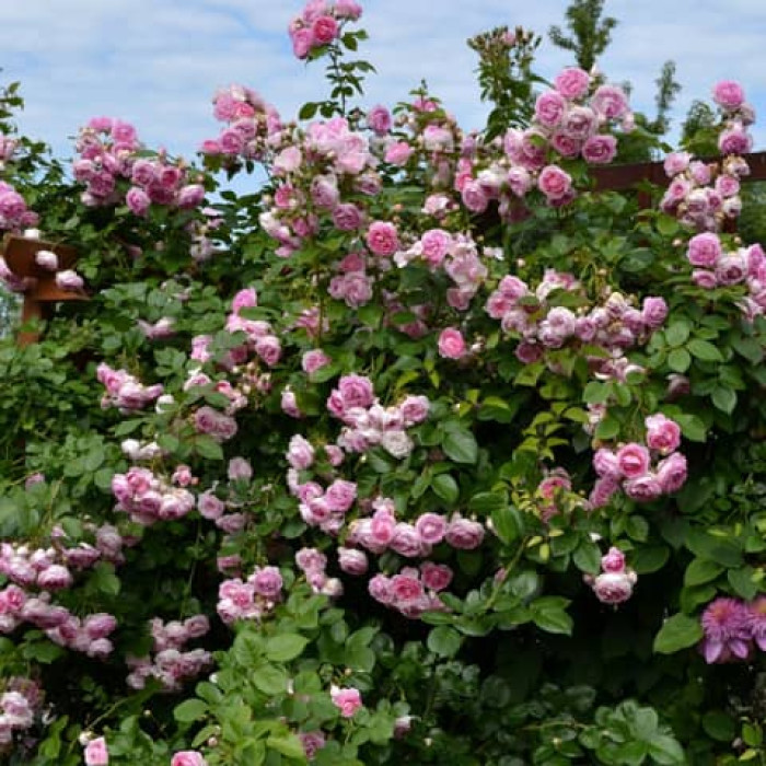 Саджанці плетистої троянди «Прем’єра»