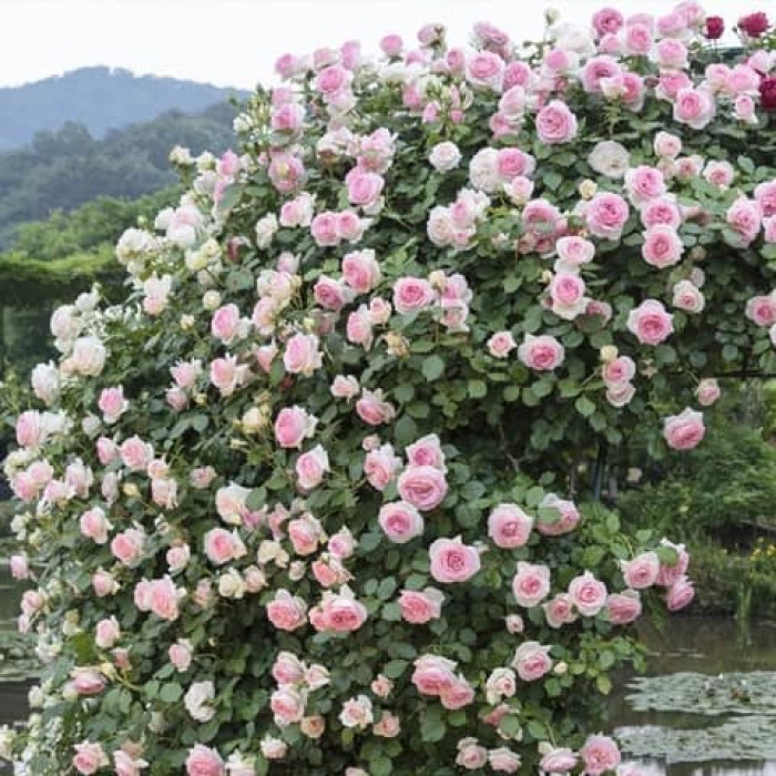 Саджанці плетистої троянди «Прем’єра»