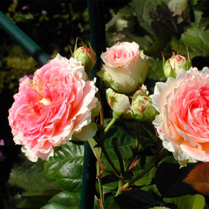 Саджанці плетистої троянди «Цезар»