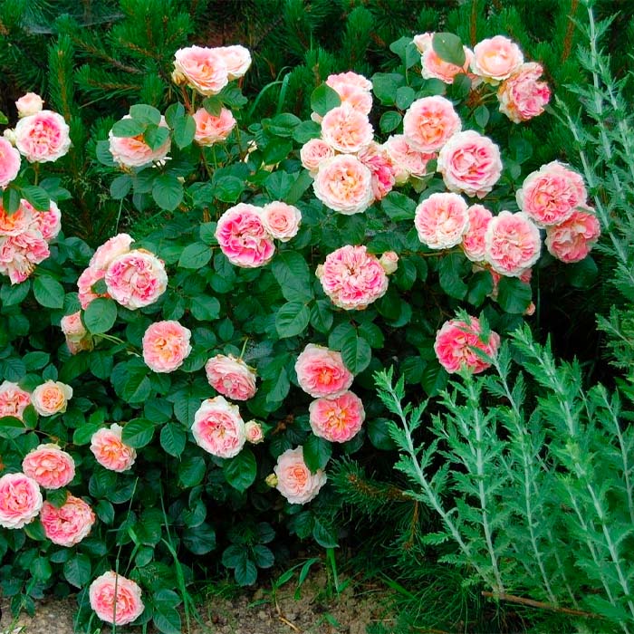 Саджанці плетистої троянди «Цезар»