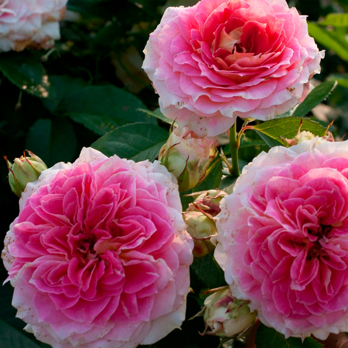 Саджанці плетистої троянди «Цезар»