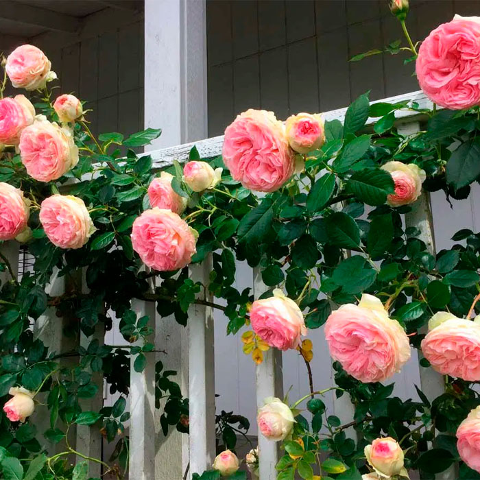 Саджанці плетистої троянди «Цезар»