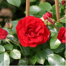 Саджанці плетистої троянди «Амадеус»