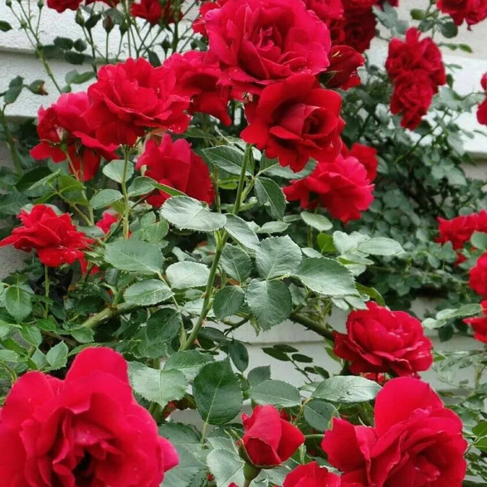 Саджанці плетистої троянди «Амадеус»