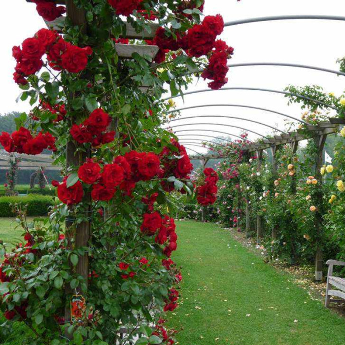 Саджанці плетистої троянди «Амадеус»