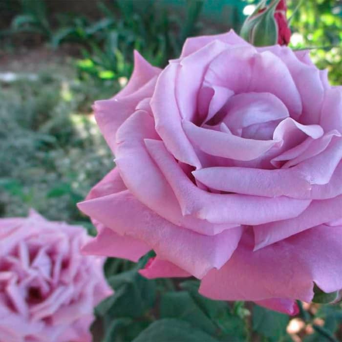 Саджанці плетистої троянди «Блю Босс»