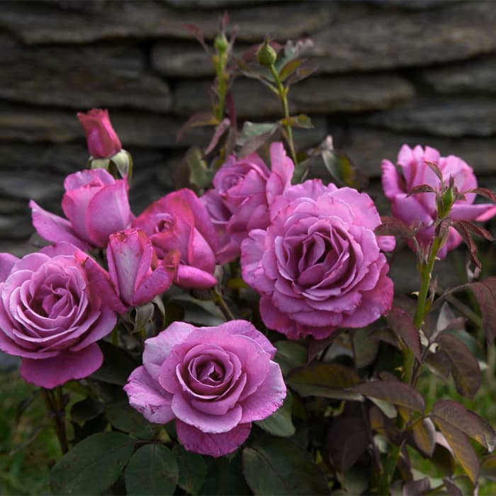 Саджанці плетистої троянди «Блю Босс»