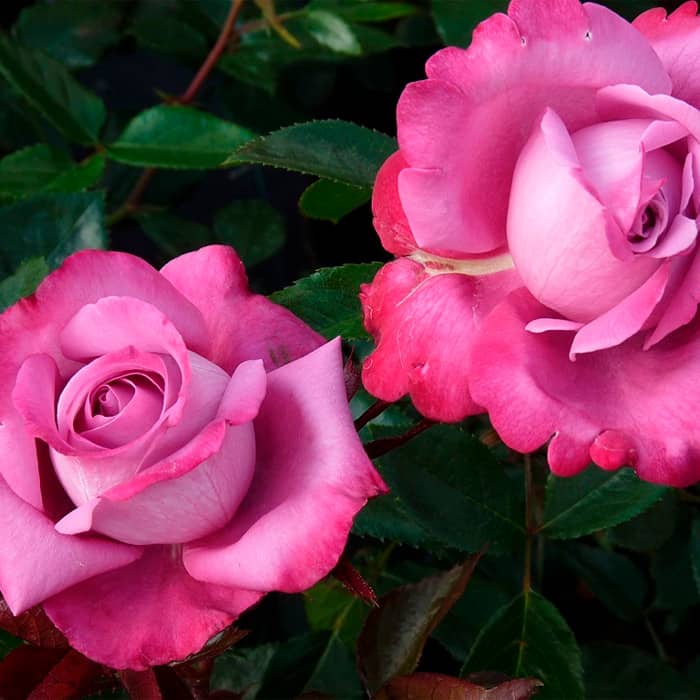 Саджанці плетистої троянди «Блю Босс»