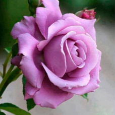 Саджанці плетистої троянди «Блю Босс»