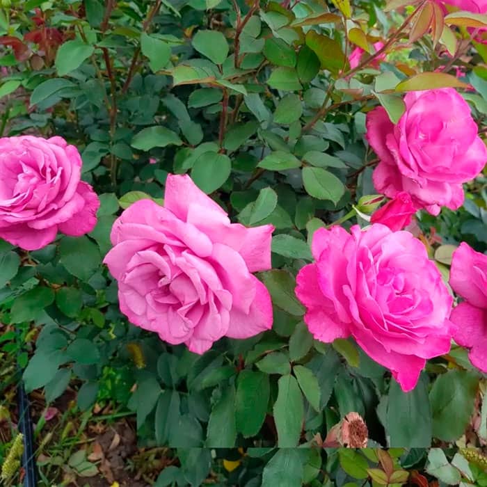 Саджанці плетистої троянди «Блю Босс»