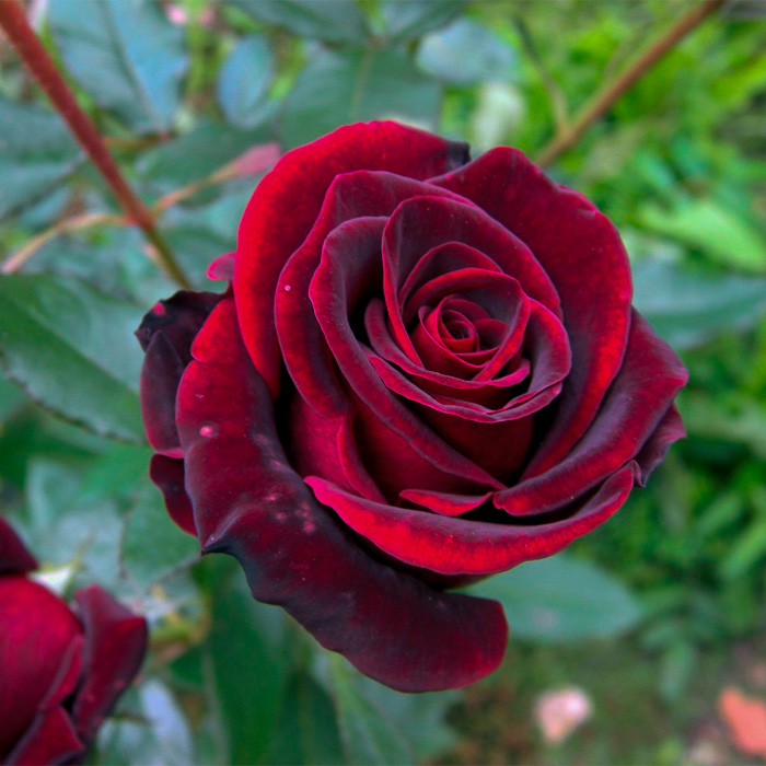 Саджанці плетистої троянди «Чорний принц»