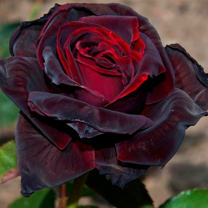 Саджанці плетистої троянди «Чорний принц»