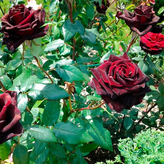 Саджанці плетистої троянди «Чорний принц»