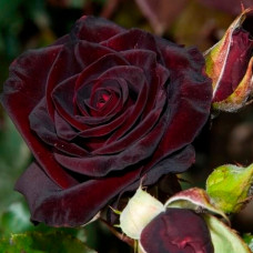 Саджанці плетистої троянди «Чорний принц»