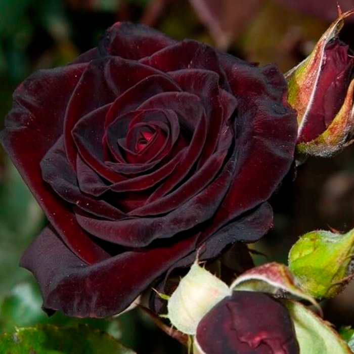 Саджанці плетистої троянди «Чорний принц»