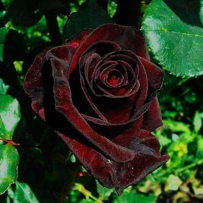 Саджанці плетистої троянди «Чорний принц»