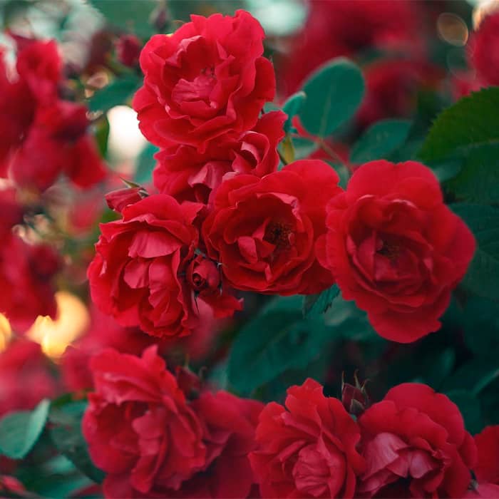 Саджанці плетистої троянди «Дебют»