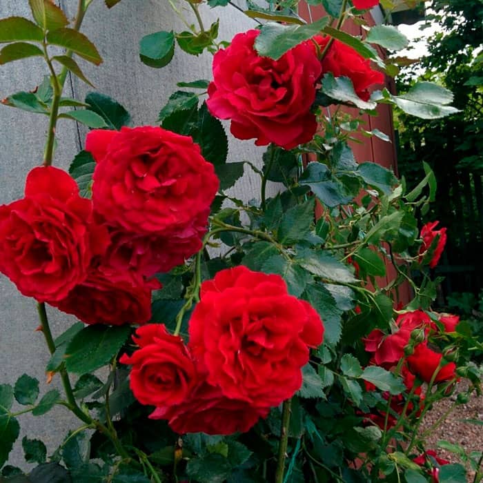 Саджанці плетистої троянди «Дебют»