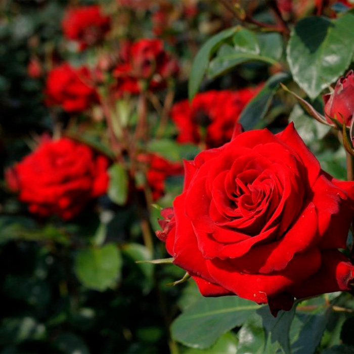 Саджанці плетистої троянди «Дебют»