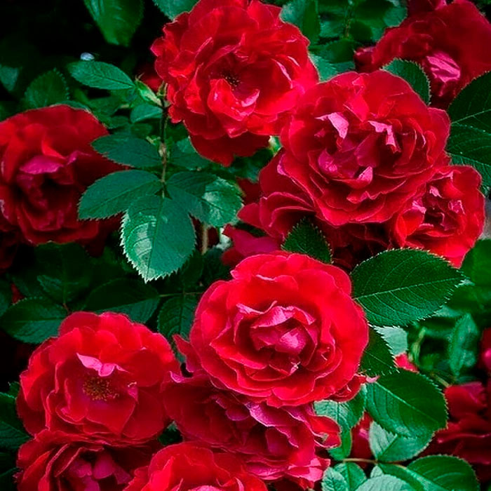 Саджанці плетистої троянди «Дебют»