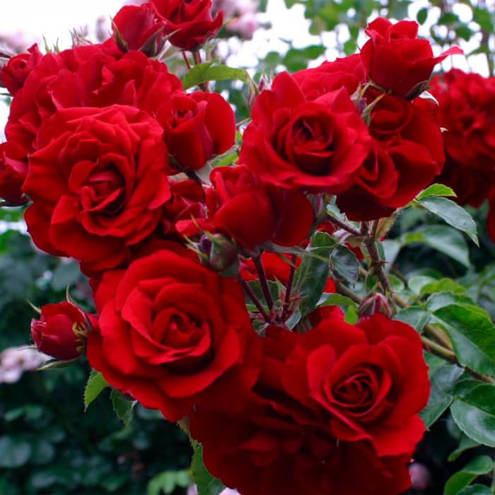 Саджанці плетистої троянди «Дебют»