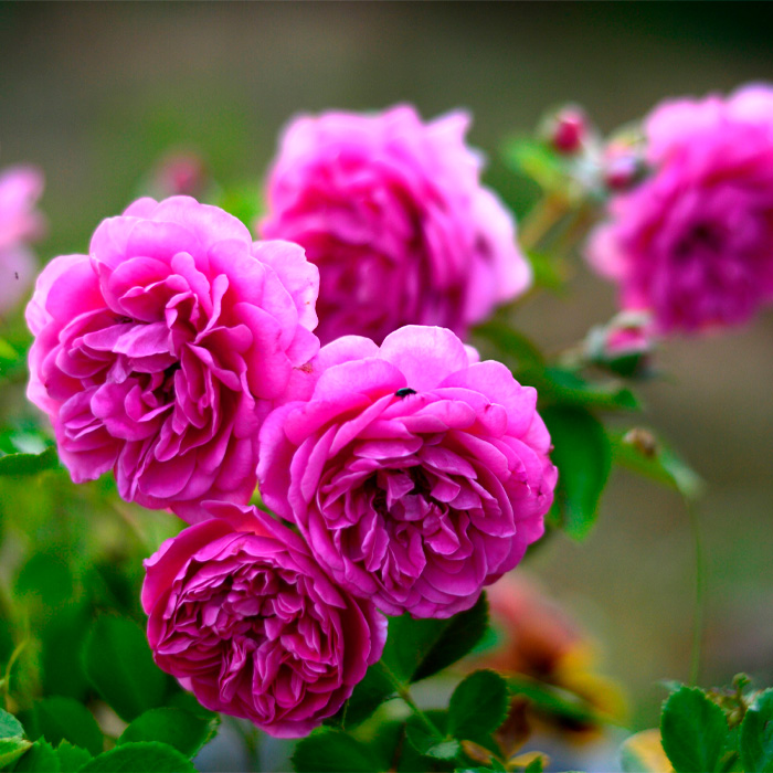 Саджанці плетистої троянди «Меліна»