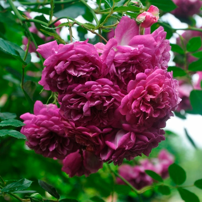 Саджанці плетистої троянди «Меліна»