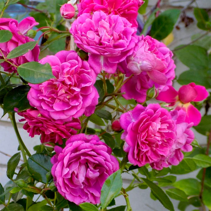 Саджанці плетистої троянди «Меліна»