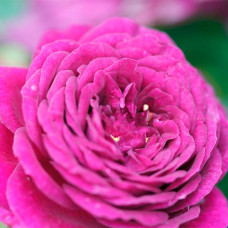 Саджанці плетистої троянди «Меліна»