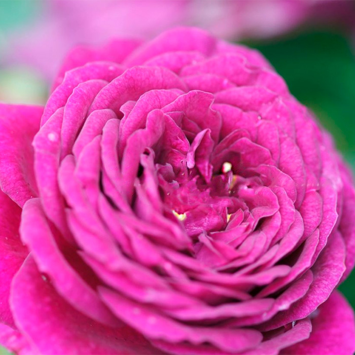 Саджанці плетистої троянди «Меліна»