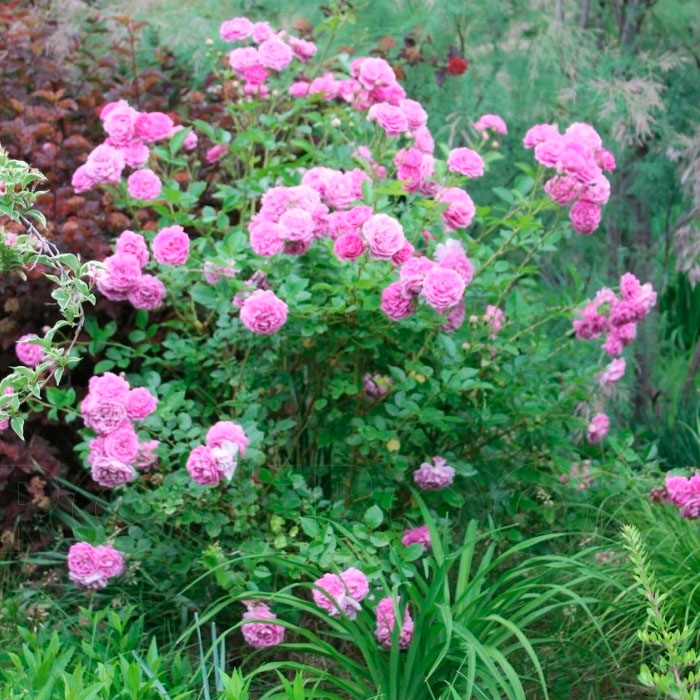 Саджанці плетистої троянди «Меліна»