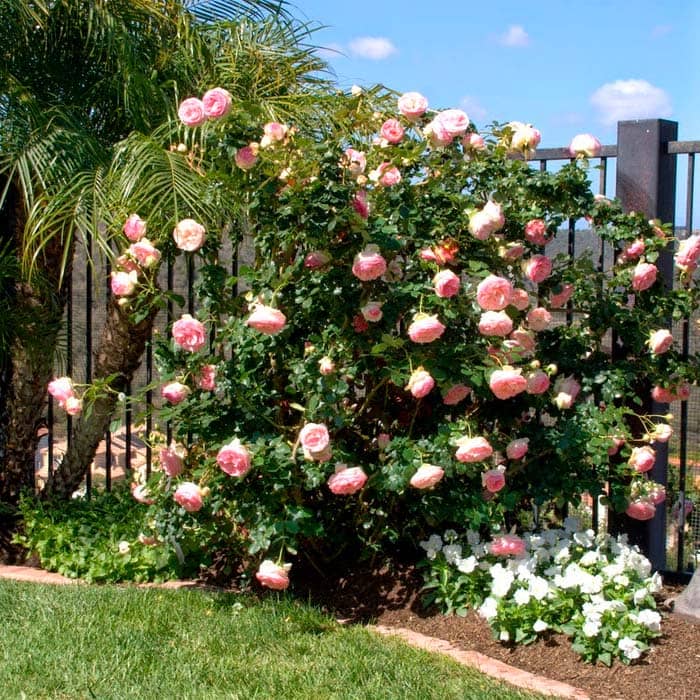 Саджанці плетистої троянди «П’єр де Ронсар»