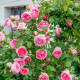 Саджанці плетистої троянди «П’єр де Ронсар»