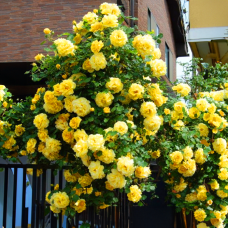 Саджанці плетистої троянди «Сахара»