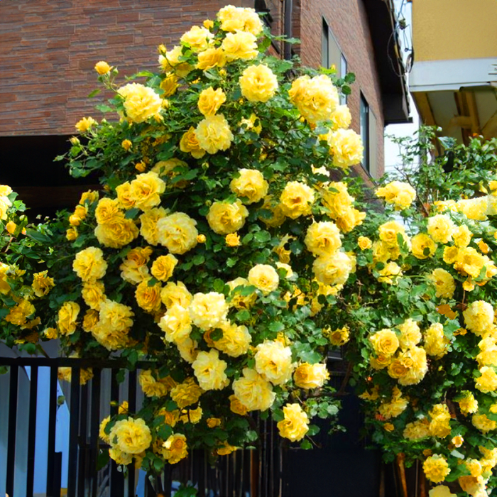 Саджанці плетистої троянди «Сахара»