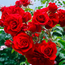 Саджанці плетистої троянди «Саваж»