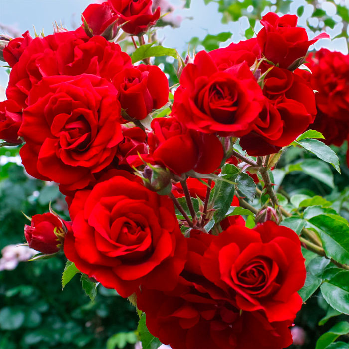 Саджанці плетистої троянди «Саваж»