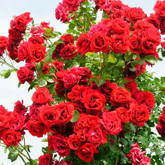 Саджанці плетистої троянди «Саваж»