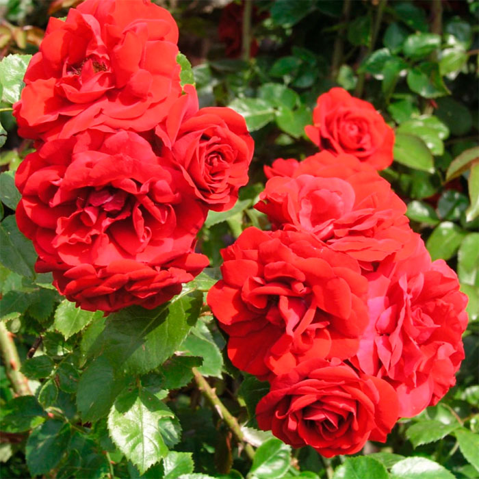 Саджанці плетистої троянди «Саваж»