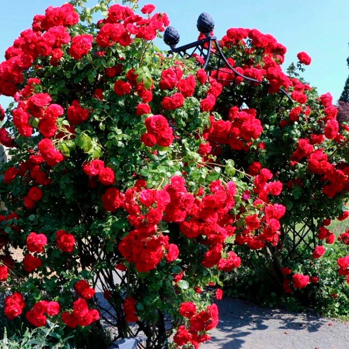 Саджанці плетистої троянди «Саваж»