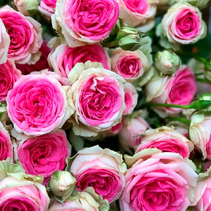 Саженцы спрей розы «Мими Эден»