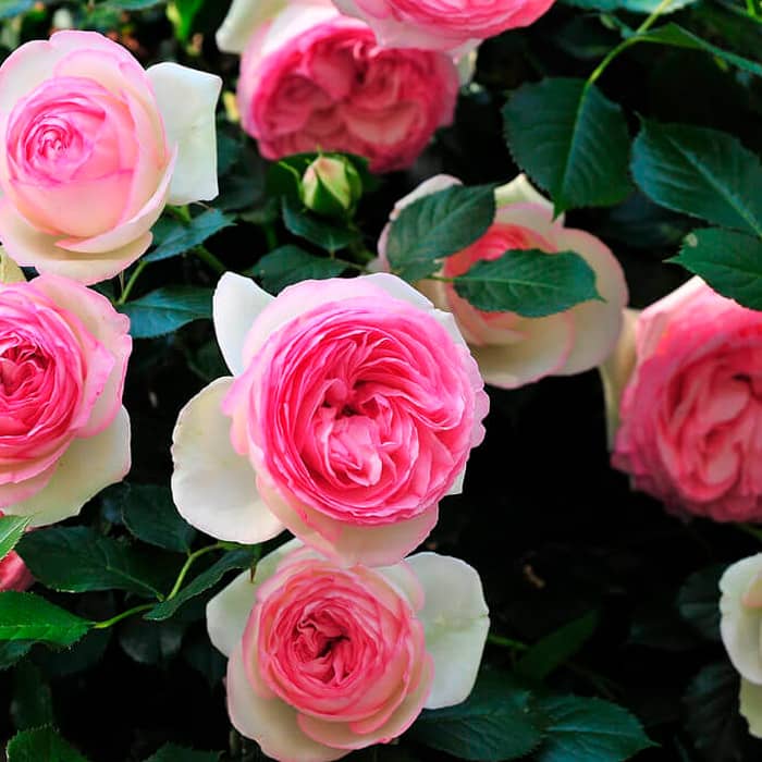 Саженцы спрей розы «Мими Эден»