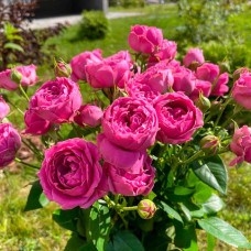 Саженцы спрей розы Мисти Баблз»