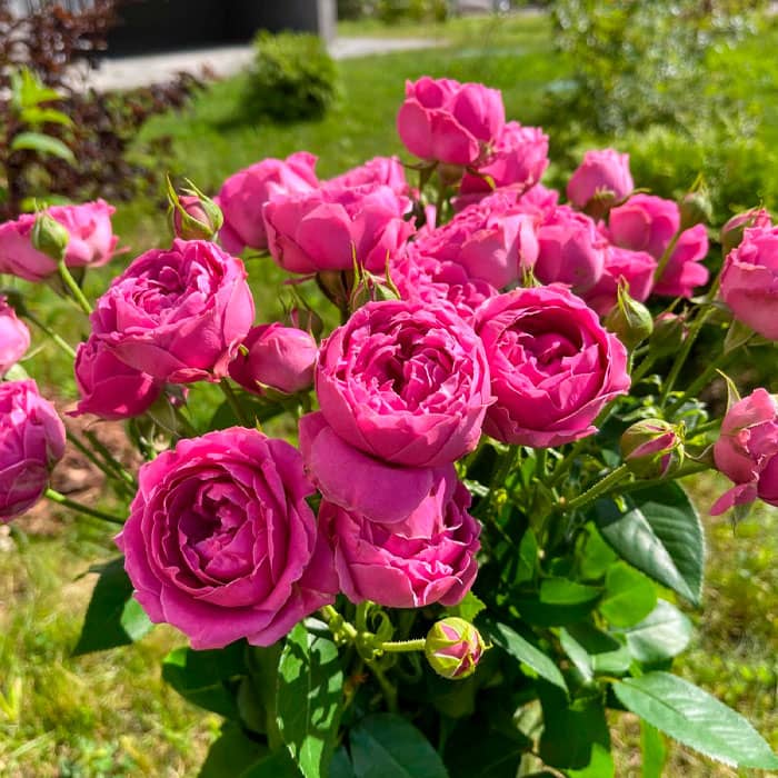 Саженцы спрей розы Мисти Баблз»