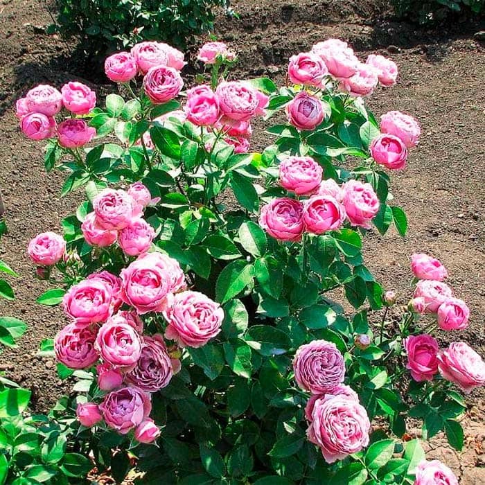 Саженцы спрей розы Мисти Баблз»