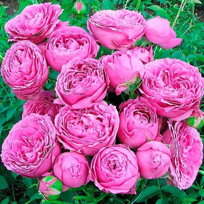 Саженцы спрей розы Мисти Баблз»